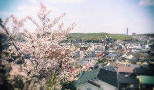 桜満開のこの時期は期待感に満ちる　儚さを感じる桜吹雪まで